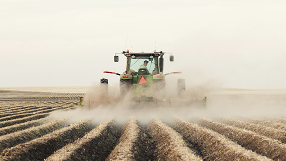 Tractor planting a potato crop